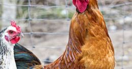 GALLO DE PRODUCER