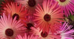 My pretty flower