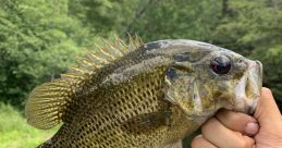 The rock bass booted