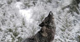 Wolf Howl - Far Away The eerie and haunting of a Wolf Howl echoes through the dense forest, reverberating against the