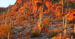 Tucson