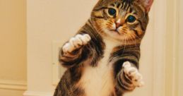 Gatos bailando (temazo)