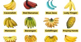 Fafa vs banane