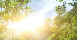 Sonnenschein