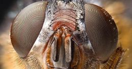 Blow fly oh my I think he got a virus