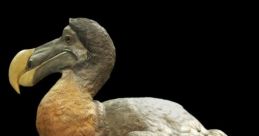The Dodos