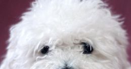 Dogs (short)