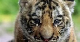 Miniature Tigers