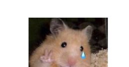 Meme do Hamster triste