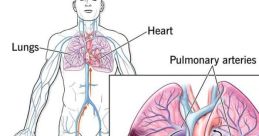 Chest Filling Up with Air