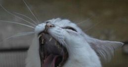 Evil Cat Laugh