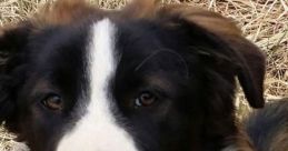 Duncan (English Australia)
