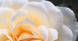 Rosa (English Philippines)
