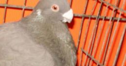 Paloma (Spanish United States)
