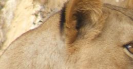 Leonas (Lithuanian Lithuania)