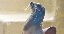 Sea lion clap clap clap