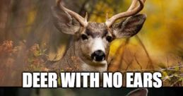 Deer meme