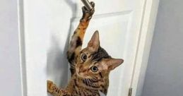 Ya pas de la chate la