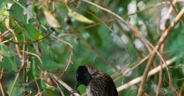 CLOVER BULBUL