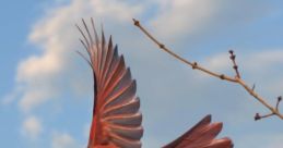 Birdsssofff