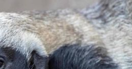 Honey Badger