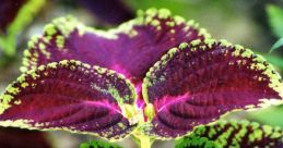 Leave flower
