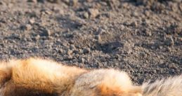 Dead Fox