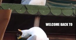 HEY GUYS ALI HERE