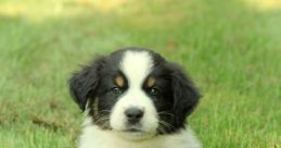 Angus 5