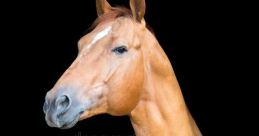 Cavalo da