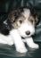 Wire-Haired Fox Terrier Dog Soundboard