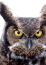 Owl Soundboard