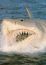 Jaws: The Revenge Shark Sounds
