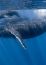 Humpback Whale Songs - Maui Hawaii