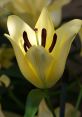 Lily Type your text and hear it in the voice of Lily.