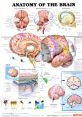 Brain Type your text and hear it in the voice of Brain.