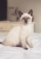 My Siamese Cat - Mari Type your text to hear it in the voice of My Siamese Cat - Mari.