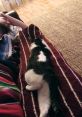 Oh Long Johnson Cat Type your text to hear it in the voice of Oh Long Johnson Cat.