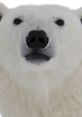 Polar Bear Sounds