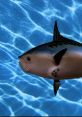Realistic Fish Head (Spongebobuarepants) Type your text to hear it in the voice of Realistic Fish Head (Spongebobuarepants).