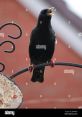 Birds chirping Type your text to hear it in the voice of Birds chirping.