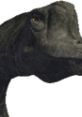Brachiosaurus Sounds