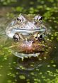 Happy Frog Type your text and hear it in the voice of Happy Frog.