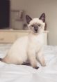 Siamese Cat Rerelease Type your text to hear it in the voice of Siamese Cat Rerelease