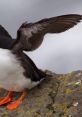 Puffin Type your text to hear it in the voice of puffin.