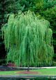 Willow Type your text and hear it in the voice of Willow.