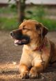 Perro The of a perro barking in the distance echoed through the streets of Modelia at 6 PM. It was a sharp, piercing