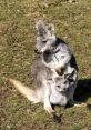 Australian (Australia) South Australia, Wallaroo, Female 67yo Type your text to hear it in the Australian (Australia)