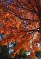 Leafes The first , "Guterton - Dry Leafes #leafes #dryleafes #dry #rustle @guterton.wav," transports listeners to a serene