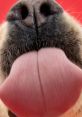 Close-up of a dog’s nose and tongue, showcasing the playful nature of canines in a lively, colorful setting.